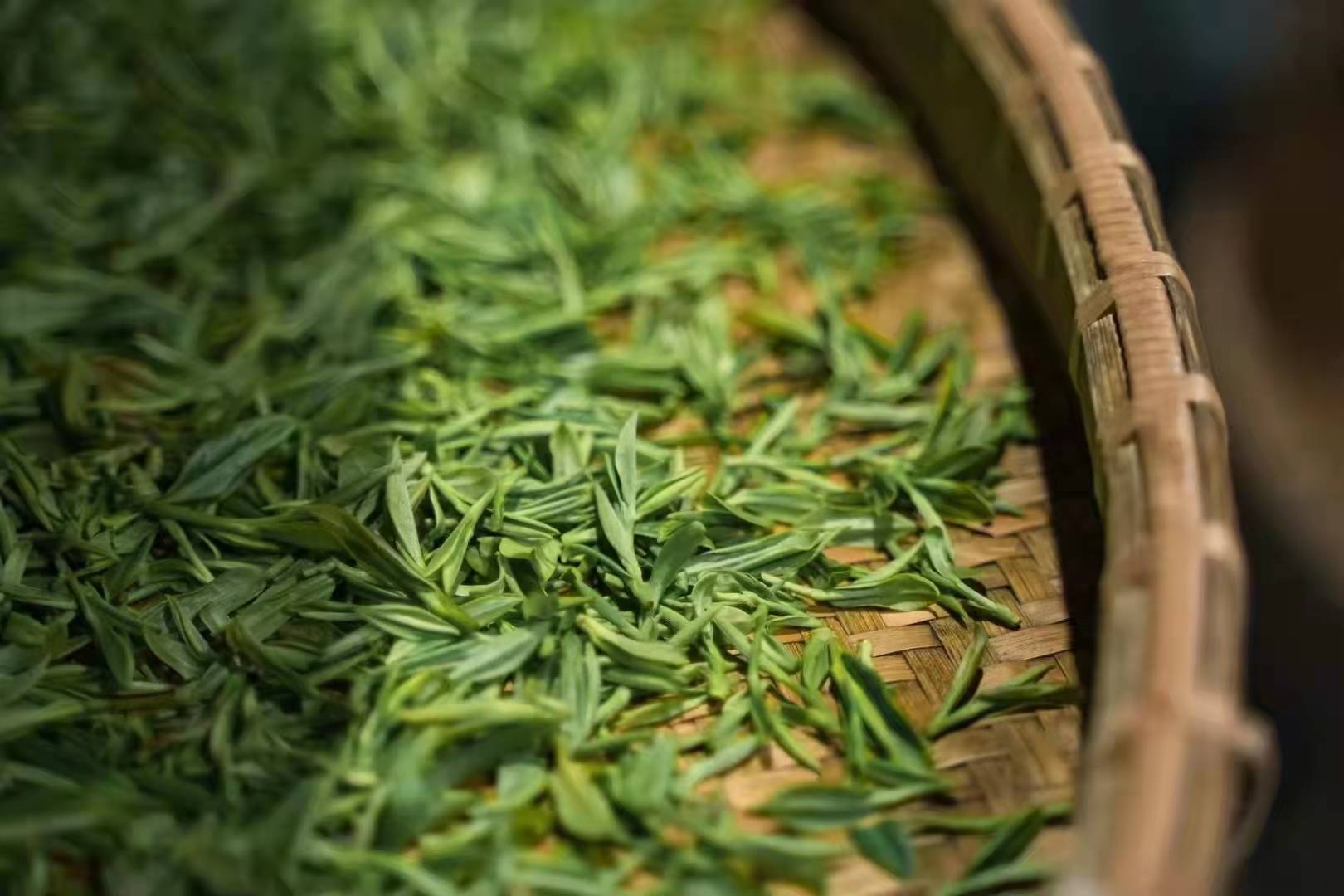 高山石笕绿茶